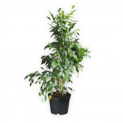 FICUS BENJAMIN