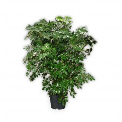 SCHEFFLERA