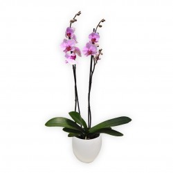 ORCHIDEA PHALAENOPSIS LILLA