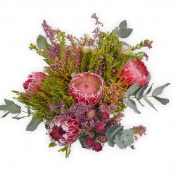 EUCALYPTUS PROTEA