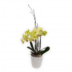 ORCHIDEA GIALLA CON VASO...