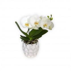 ORCHIDEA PHALAENOPSIS