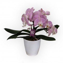 ORCHIDEA PHALAENOPSIS ROSA...