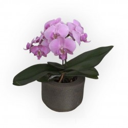 ORCHIDEA PHALAENOPSIS ROSA...