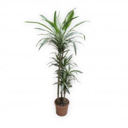 DRACAENA