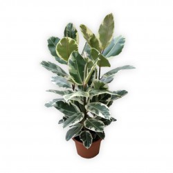 FICUS ELASTICA